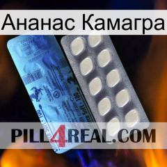 Ананас Камагра 34